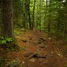 Beaver Trail
